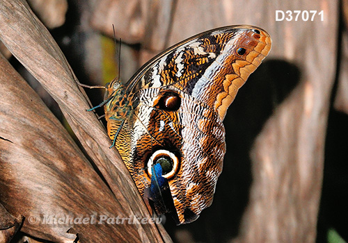 Caligo idomeneus